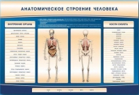 Электрифицированный стенд-тренажер c макетом скелета "Анатомическое строение человека" - «globural.ru» - Чапаевск
