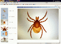 Биология. Микрофотографии. (Цифровая база изображений) - «globural.ru» - Чапаевск