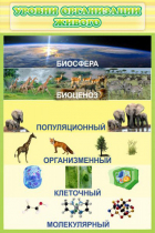 Стенд "Уровни организации живого" - «globural.ru» - Чапаевск