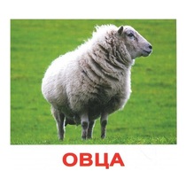 .Карточки Домана "Домашние животные" - «globural.ru» - Чапаевск