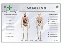 Электрифицированный стенд-тренажер "Скелетон" - «globural.ru» - Чапаевск