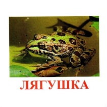 Карточки Домана "Амфибии и рептилии" - «globural.ru» - Чапаевск