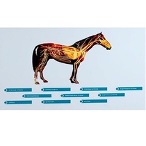 Стенд-планшет светодинамический "Изучение кровеносной системы сельскохозяйственных животных" со сменными панелями - «globural.ru» - Чапаевск