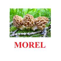 "Mushrooms" ("Грибы") английские карточки Домана - «globural.ru» - Чапаевск