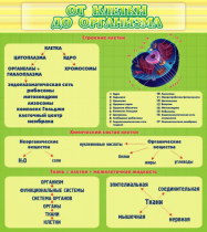 Стенд "От клетки до организма" - «globural.ru» - Чапаевск