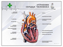 Стенд "Строение сердца человека" - «globural.ru» - Чапаевск