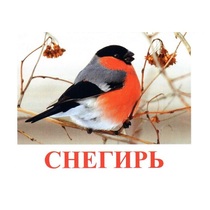Карточки Домана "Птицы-1" - «globural.ru» - Чапаевск