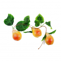 Муляж "Ветка груши" - «globural.ru» - Чапаевск