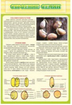 Стенд "Строение семян" - «globural.ru» - Чапаевск