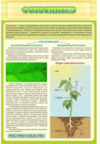 Стенд "Фотосинтез" - «globural.ru» - Чапаевск