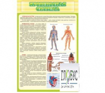 Стенд "Кровеносная система" - «globural.ru» - Чапаевск