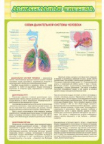 Стенд "Дыхательная система" - «globural.ru» - Чапаевск
