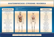 Электрифицированный стенд-тренажер c макетом скелета "Анатомическое строение человека" - «globural.ru» - Чапаевск