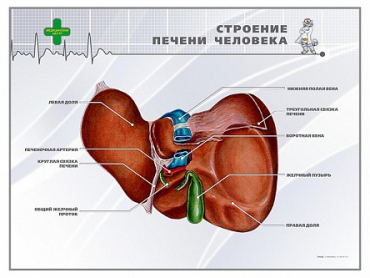 Стенд "Строение печени человека" - «globural.ru» - Чапаевск