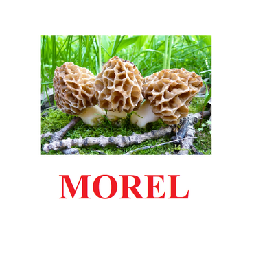 "Mushrooms" ("Грибы") английские карточки Домана - «globural.ru» - Чапаевск