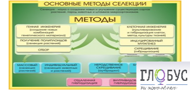Стенд "Методы селекции и биотехнологии" - «globural.ru» - Чапаевск