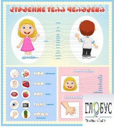 Стенд "Строение человека" для детей - «globural.ru» - Чапаевск