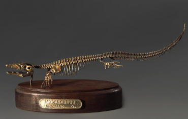 Модель скелета мозазавра Mosasaurus - «globural.ru» - Чапаевск