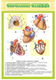 Стенд "Строение сердца" - «globural.ru» - Чапаевск